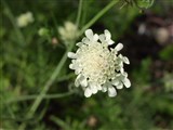 Скабиоза бледно-желтая – Scabiosa ochroleuca L. (2)