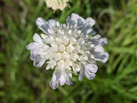 Скабиоза злаколистная – Scabiosa graminifolia L. (1)