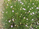 Скабиоза злаколистная – Scabiosa graminifolia L. (2)