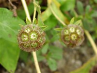 Скабиоза израстающая – Scabiosa prolifera L.