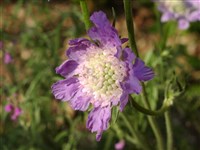 Скабиоза кавказская – Scabiosa caucasica Bieb. (1)