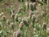 Скабиоза темно-пурпуровая, египетская роза, вдовушка – Scabiosa atropurpurea L. (2)
