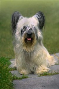 Скай-терьер