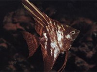 Скалярия (1)