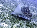 Скаты (Пятнистый орляк)