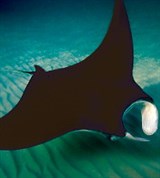 Скаты (манта)