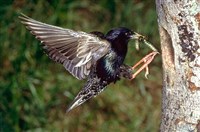 Скворец (у гнезда)