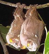 Складчатомордый листонос (Centurio senex)