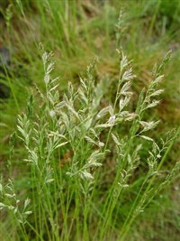 Склерофиты (Типчак)