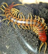 Сколопендры (Сколопендра гигантская)