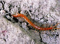 Сколопендры (Сколопендра обыкновенная)