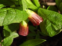 Скополия карниолийская – Scopolia carniolica Jacq.