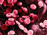 Скорость оседания эритроцитов