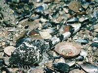 Скорпенообразные (Европейская лисичка)