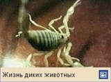 Скорпионы (видео)