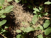 Скумпия обыкновенная, желтинник, париковое дерево – Cotinus coggygria Scop. (1)