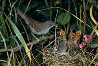 Славки (ястребиная славка, кормящая птенцов)