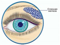 Слезные железы