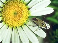 Слепняк (на ромашке)