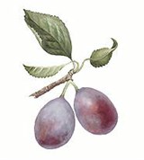 Слива (плоды венгерки)