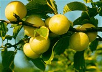 Слива альпийская – Prunus brigantiaca Vill.