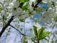 Слива домашняя, европейская – Prunus x domestica L. (1)