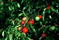 Слива узколистная – Prunus angustifolia Marsh.