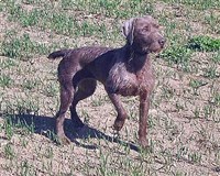 Словацкий Грубошерстный Пойнтер (слайд)