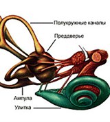Слуховой анализатор