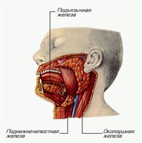 Слюнные железы