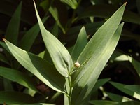 Смилацина звездчатая – Smilacina stellata (L.) Desf.
