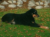 Смоландстеваре