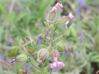 Смолёвка двудомная, лесная – Silene dioica (L.) Clairv.