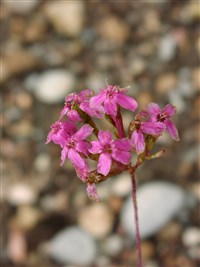 Смолёвка компактная, восточная – Silene compacta Fisch.