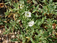 Смолёвка одноцветковая, морская – Silene uniflora Roth.