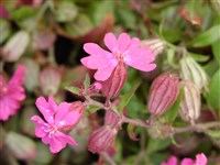 Смолёвка повислая, куколица – Silene pendula L.