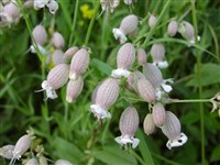 Смолёвка широколистная, луговая, белая – Silene latifolia Poir.