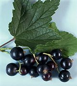 Смородина (черная)