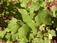 Смородина Варшевича – Ribes warszewiczii Jancz.