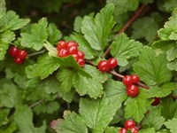 Смородина альпийская – Ribes alpinum L. (1)