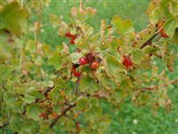 Смородина восковая – Ribes cereum Douglas.