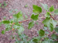 Смородина восточная, волосистая – Ribes orientale Desf. (1)