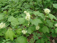 Смородина гудзонская, канадская – Ribes hudsonianum Richards. (1)