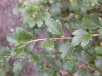 Смородина двуиглая, таранушка – Ribes diacanthum Pall. (1)
