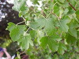 Смородина золотая, золотистая – Ribes aureum Pursh. (2)
