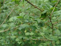 Смородина игольчатая, крыжовник игольчатый, крыжовник алтайский – Ribes aciculare Sm.