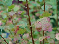 Смородина красивая – Ribes pulchellum Turcz.