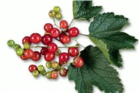 Смородина красная