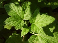 Смородина кроваво-красная – Ribes sanguineum Pursh. (1)