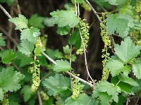 Смородина многоцветковая – Ribes multiflorum Kit.